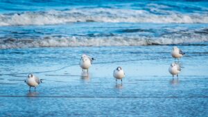 Naturnahe Erlebnisse an der Ostsee 4 Natur Ostsee