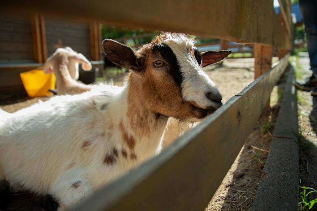 Ostseeurlaub Ferienhof