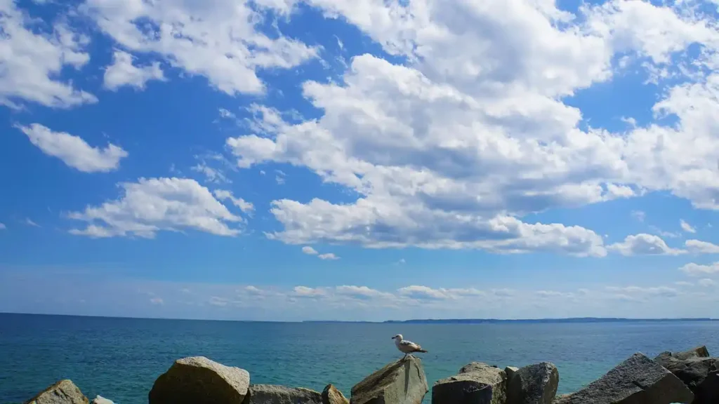 Artenvielfalt Ostsee