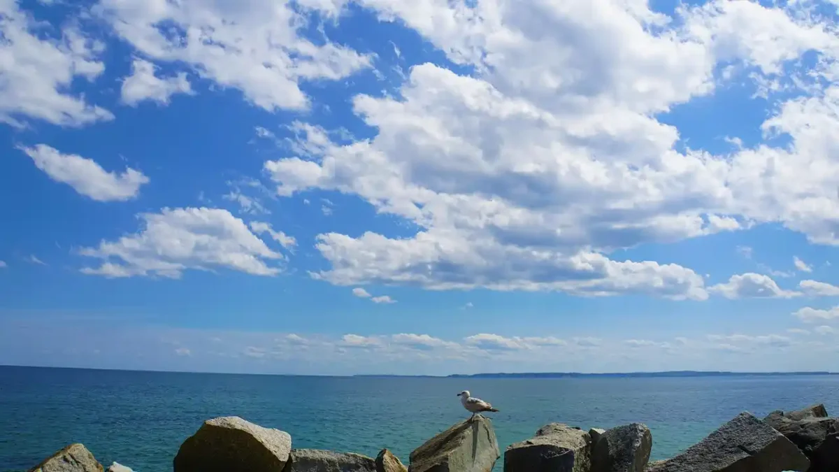 Artenvielfalt Ostsee