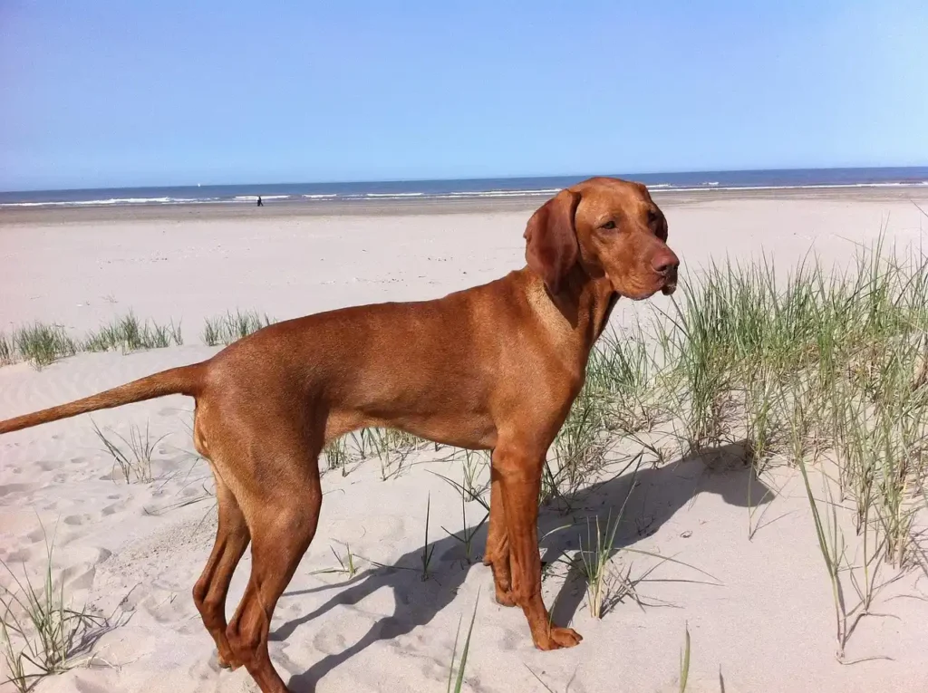 Hundestrand Ostsee